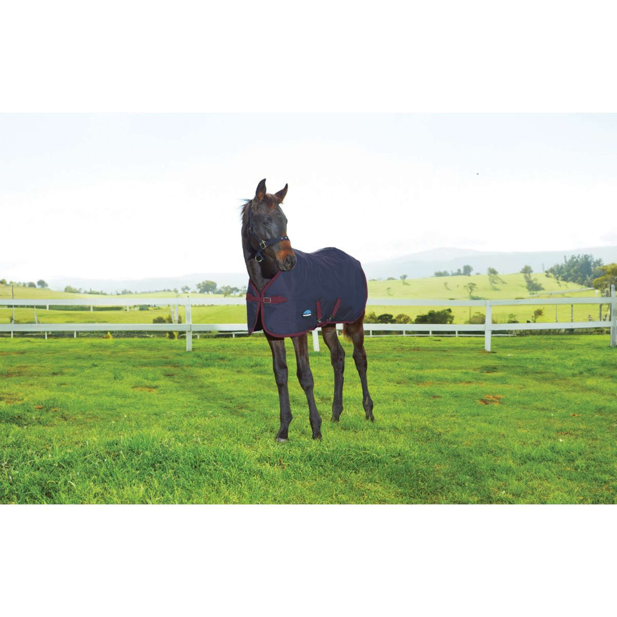 WeatherBeeta Manta para Potro 1200D Standard Neck 220g Navy/Burgundy