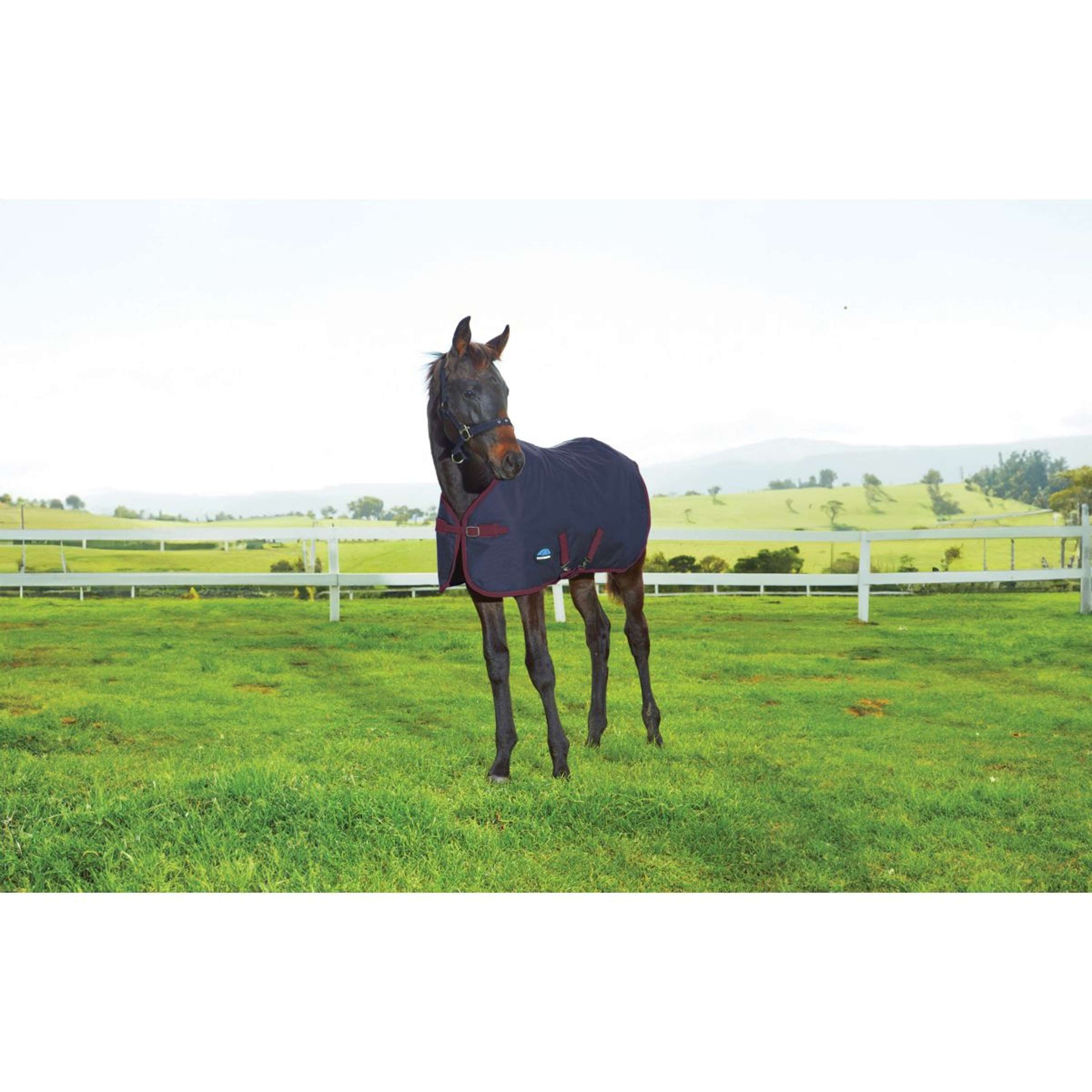 WeatherBeeta Manta para Potro 1200D Standard Neck 220g Navy/Burgundy
