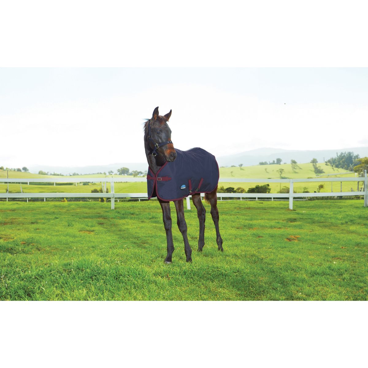 WeatherBeeta Manta para Potro 1200D Standard Neck 220g Navy/Burgundy