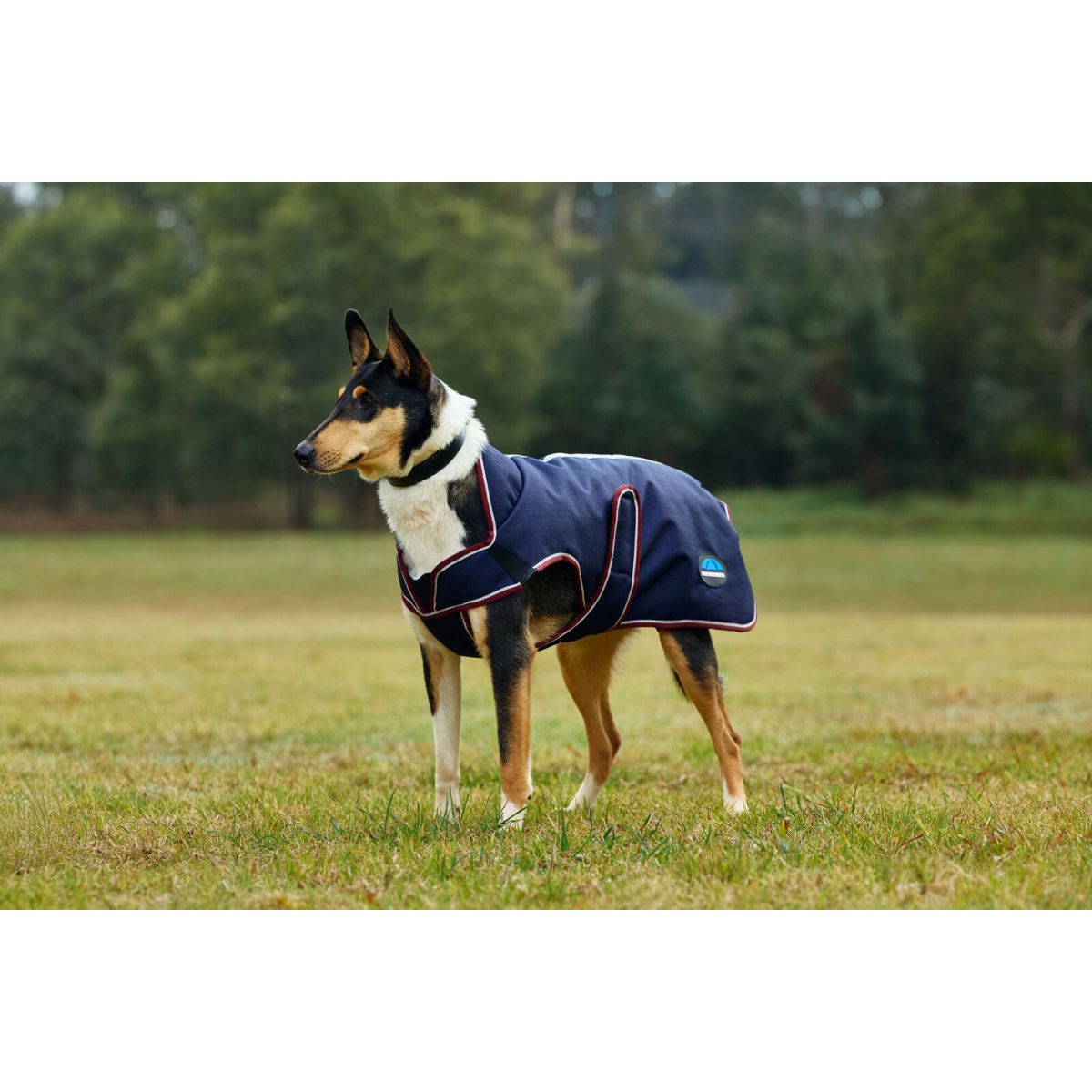 Weatherbeeta Manta para Perros Comfitec Premier Deluxe Waterproof Navy/Burgundy