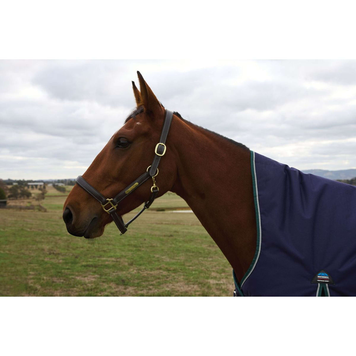 Weatherbeeta Comfitec Plus Dynamic Turnout High Neck 220g Navy/Forest Green