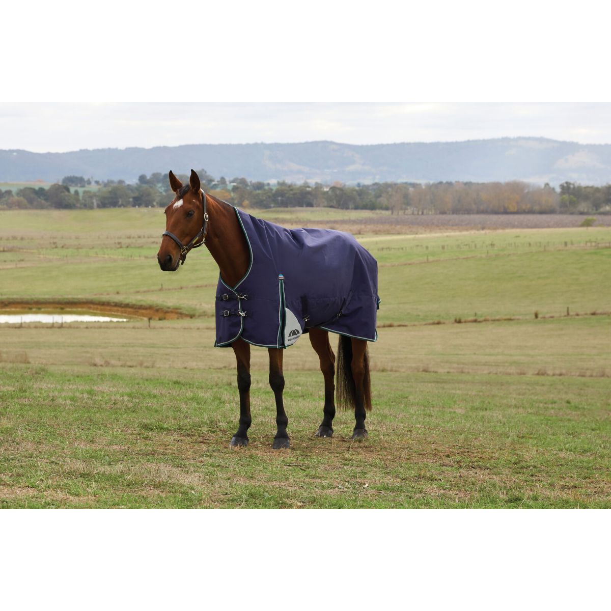 Weatherbeeta Comfitec Plus Dynamic Turnout High Neck 220g Navy/Forest Green