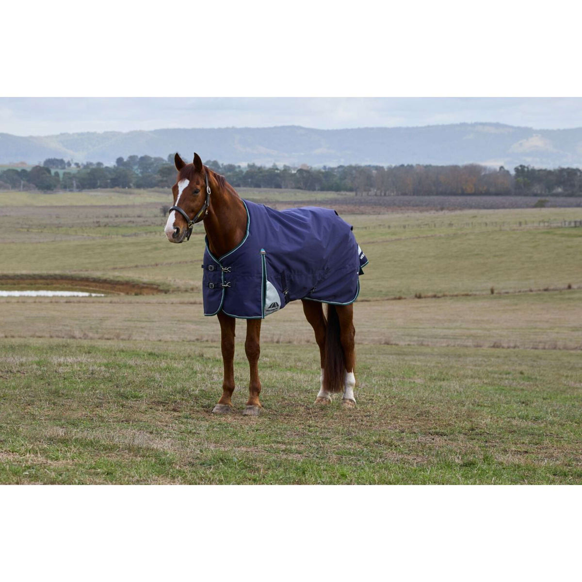 Weatherbeeta Comfitec Plus Dynamic Turnout 0g Navy/Forest Green
