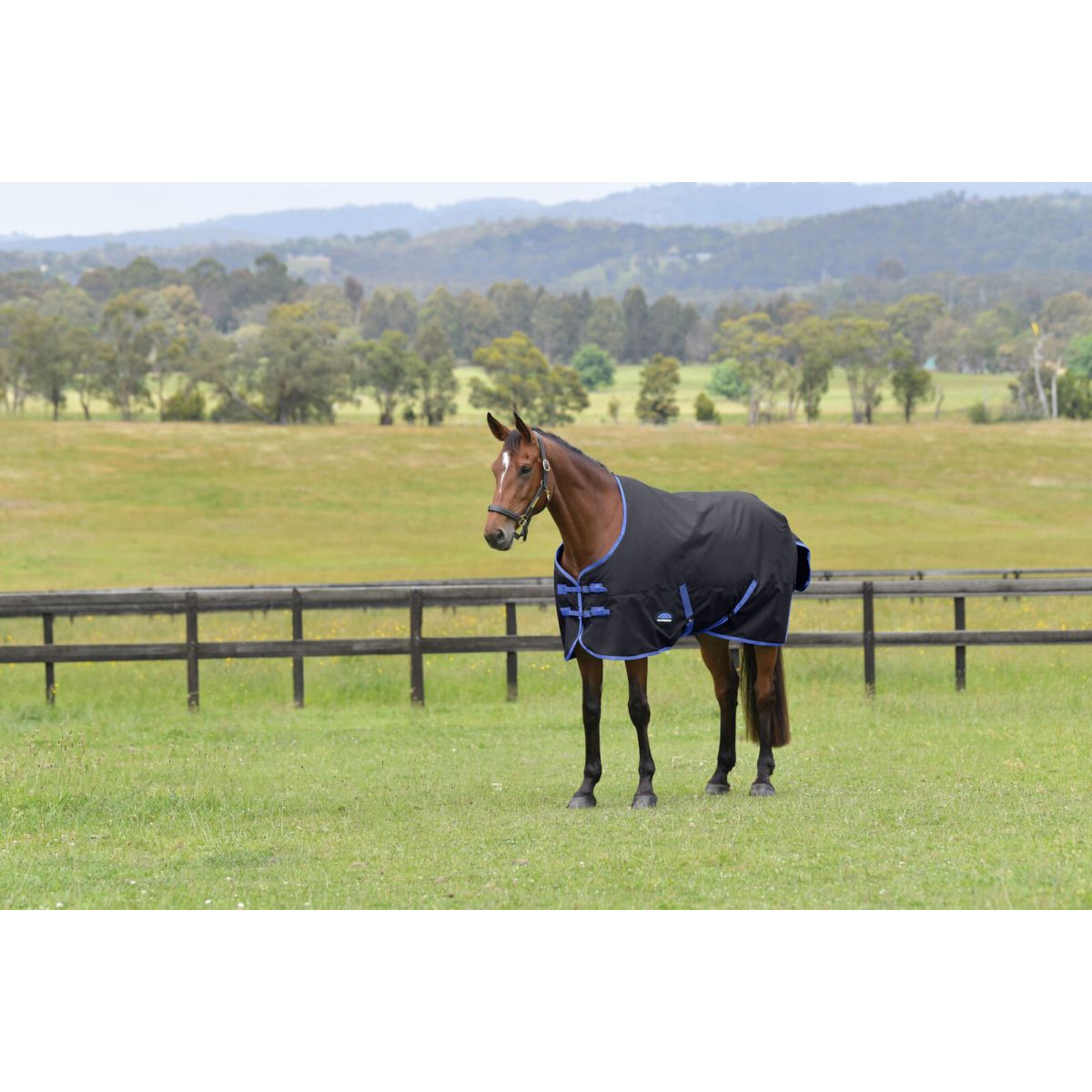 Weatherbeeta Comfitec Tyro Turnout Standard Neck 220g Negro/Cobalto