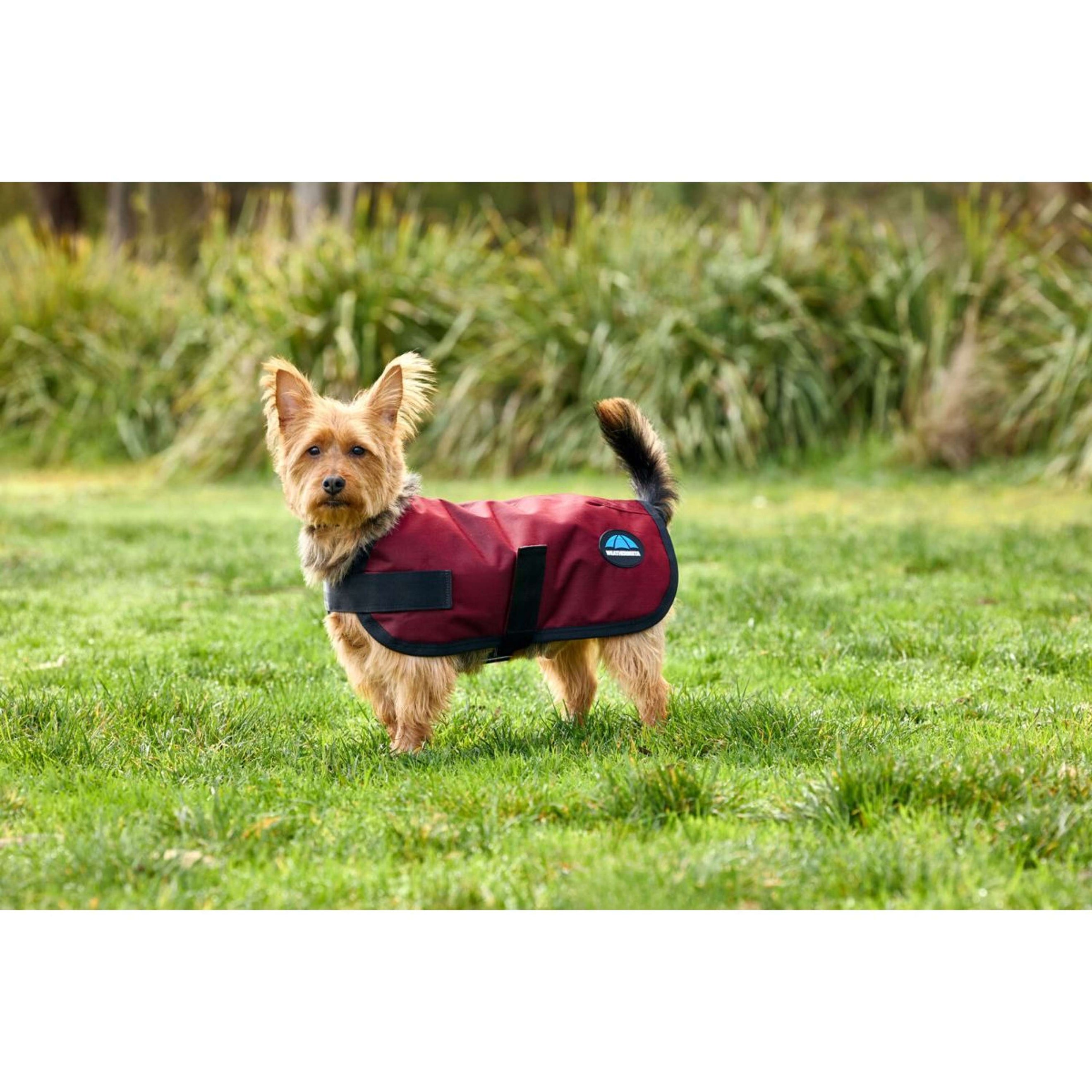 WeatherBeeta Manta para Perros ComFiTec Classic Waterproof Burdeos WeatherBeeta Manta para Perros ComFiTec Classic Waterproof Burdeos
