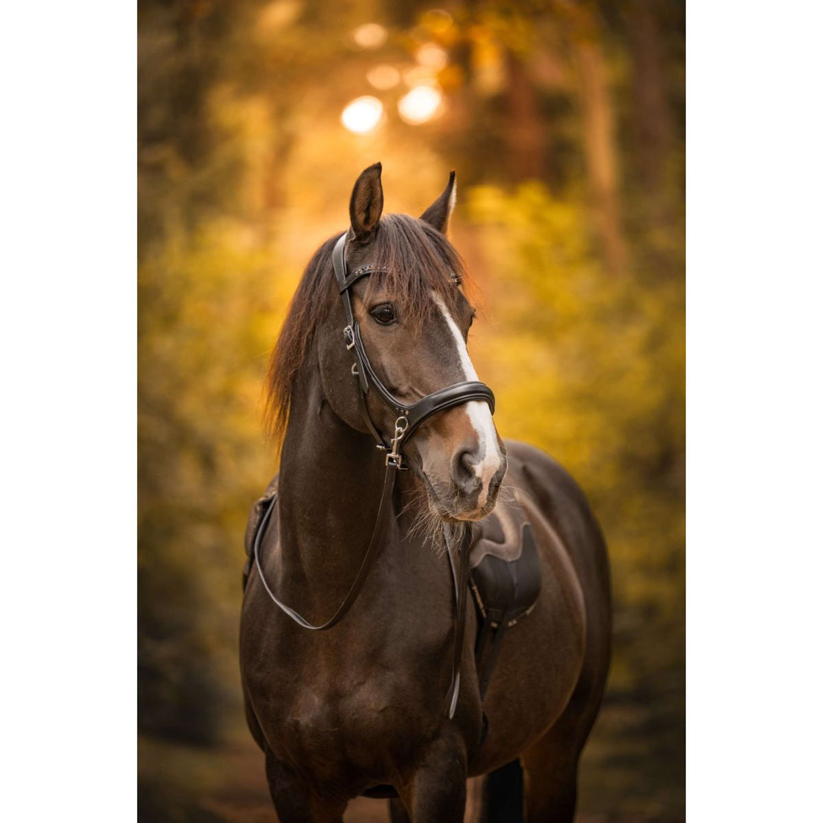 F.R.A. Brida sin Bocado Moonlight Negro